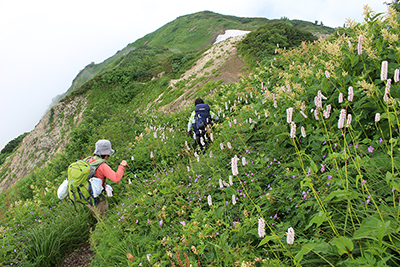 お花畑が続く清水尾根を歩いている写真