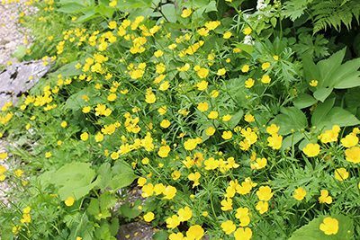 ミヤマキンポウゲの群生した写真
