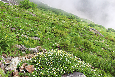 チングルマが広がる大出原のお花畑の写真