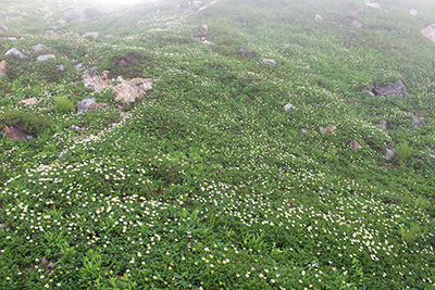 稜線まで続く大出原のお花畑の写真