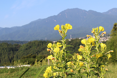 月見草と烏帽子岳の写真