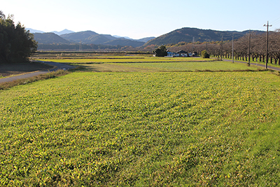 都幾川の畔の桜並木と遠くに見える武甲山の写真