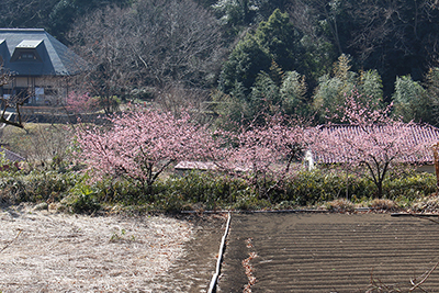 梅などが咲く風景の写真