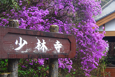 ツツジと少林寺の看板の写真
