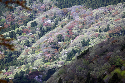 サクラや様々な木々のほんわかした雰囲気の山腹の写真