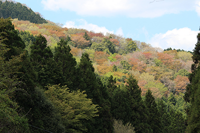 様々な葉の色が美しい山腹の写真