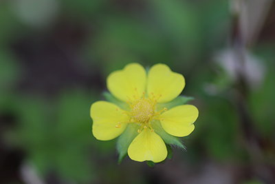 キジムシロの花の写真