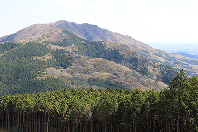 伐採地から見た難台山の写真