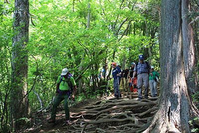 木の根の多い登山道を下っている写真