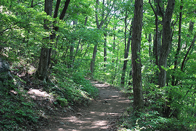 緑が美しい登山道の写真
