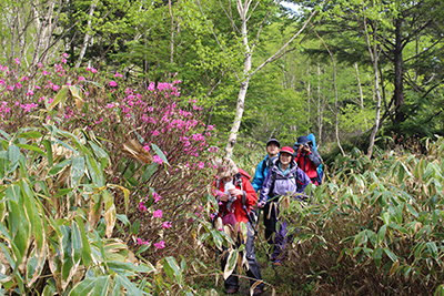 登山道脇のムラサキヤシオを楽しみながら下っている写真