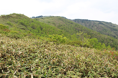 クマザサの多い八間山への稜線の写真