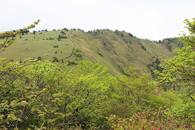 クマザサの草原が広がる八間山の山頂付近の写真