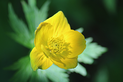 チシマノキンバイソウの花の写真
