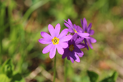 ピンクがかわいいエゾコザクラの花の写真