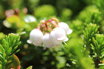白く丸みの強いコケモモの花の写真