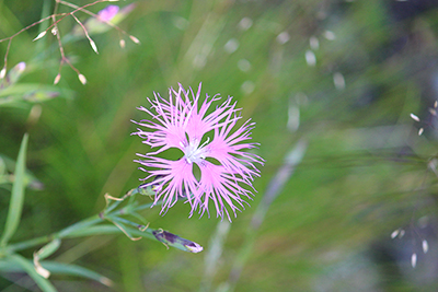 タカネナデシコの花の写真