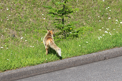 道路脇にいたキタキツネの写真