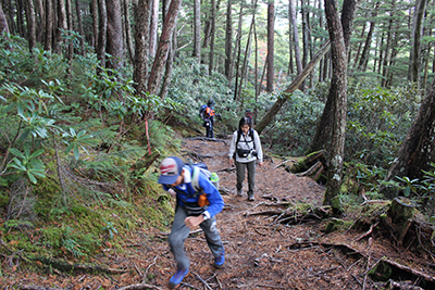 歩きやすい登山道を登っている写真