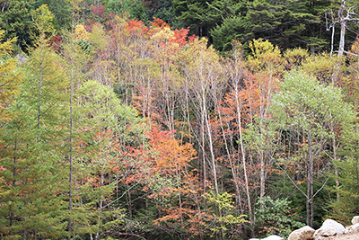 砂防堤近くの紅葉の写真