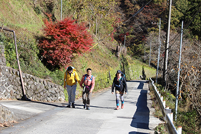 真っ赤に紅葉した木の横の道路を上っている写真