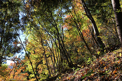 紅葉し始めた木の葉が逆光に輝くところを撮った写真