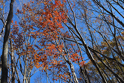 真っ青な空に映える紅葉の写真