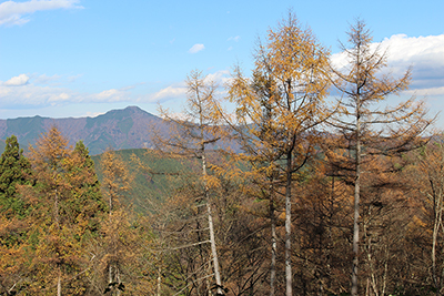 大岳山と唐松の写真