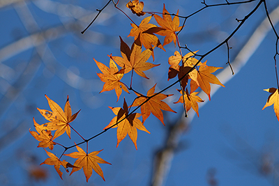 茶色に紅葉したモミジの写真