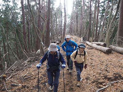 さらに植林帯の登山道を歩いている写真