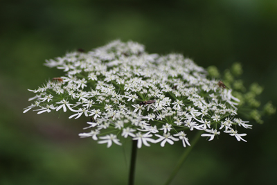 セリ科の植物の花の写真