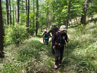 Iさんが撮影したカラマツ林の中の登山道を登っている写真