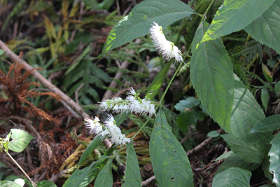 シモバシラ（植物）の写真