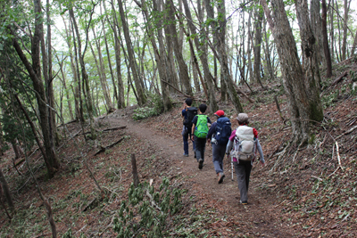 雑木林の歩きやすい登山道を歩いている写真
