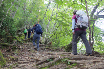 緑がきれいな登山道を登っている写真