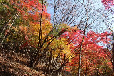 真っ赤に紅葉した木と黄色に色づいた木々の写真
