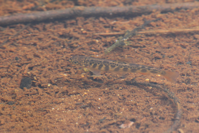 田代池で泳ぐヤマメの稚魚の写真