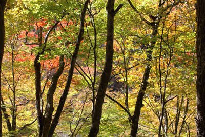 紅葉した林の写真