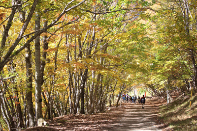 紅葉した木々に囲まれた林道の写真