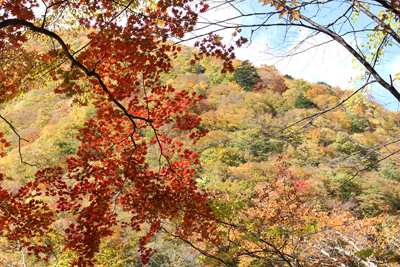 真っ赤な紅葉と対岸の尾根の写真
