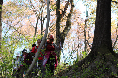 桜の咲く山道を下っている写真