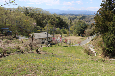 たんぽぽの咲く原っぱと奥秩父方面の山の写真