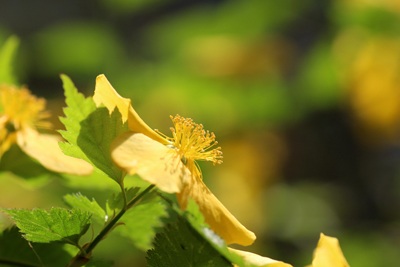 山吹の花の写真