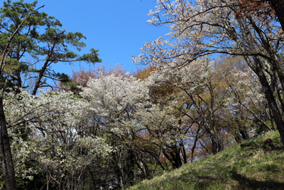 多くの桜が咲く山頂付近の写真