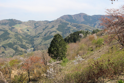 芽吹きの木々と大霧山の写真