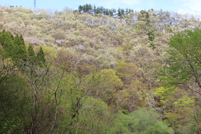 山笑う春らしい風景の麓の山腹の写真