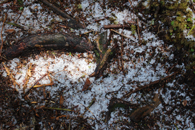 登山道に残っていた降って間もない雪の写真