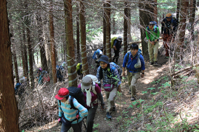 植林帯のジグザグの登山道を登っている写真