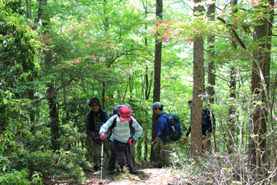 ヤマツツジの咲く登山道を登っている写真