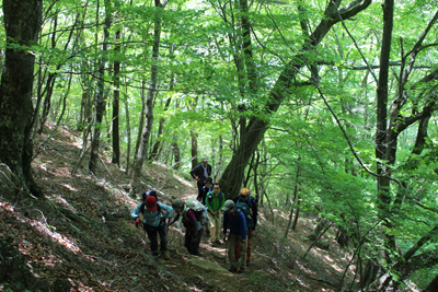 緑の美しい登山道を登っている写真